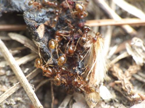 Réf. 275 844 : Pheidole pallidula